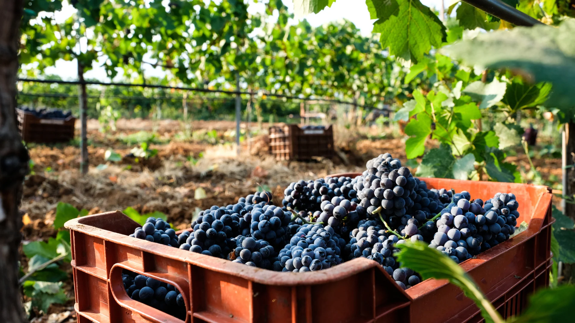 Dark grapes in Greece