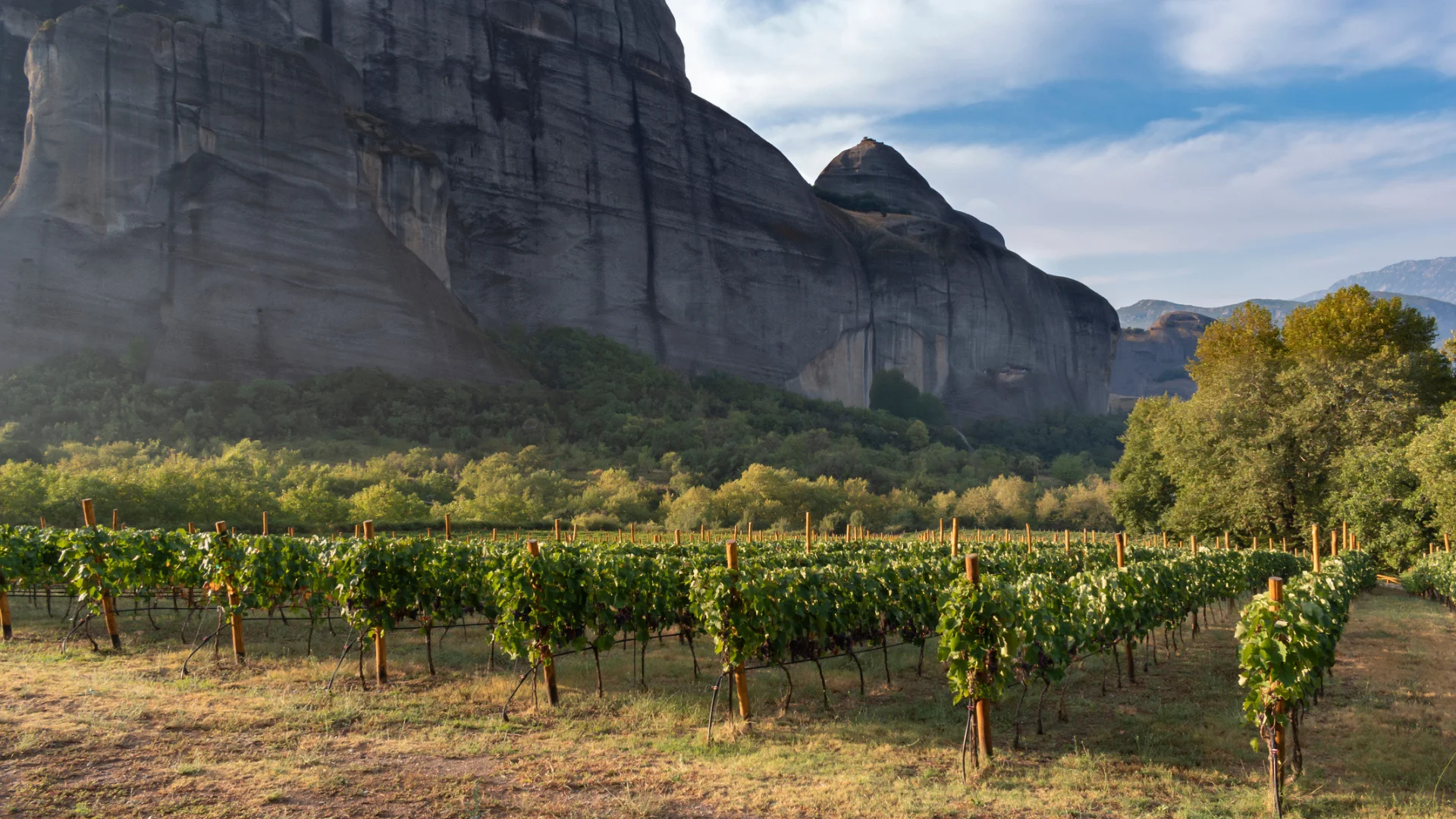 Experience Greece's rich wine culture