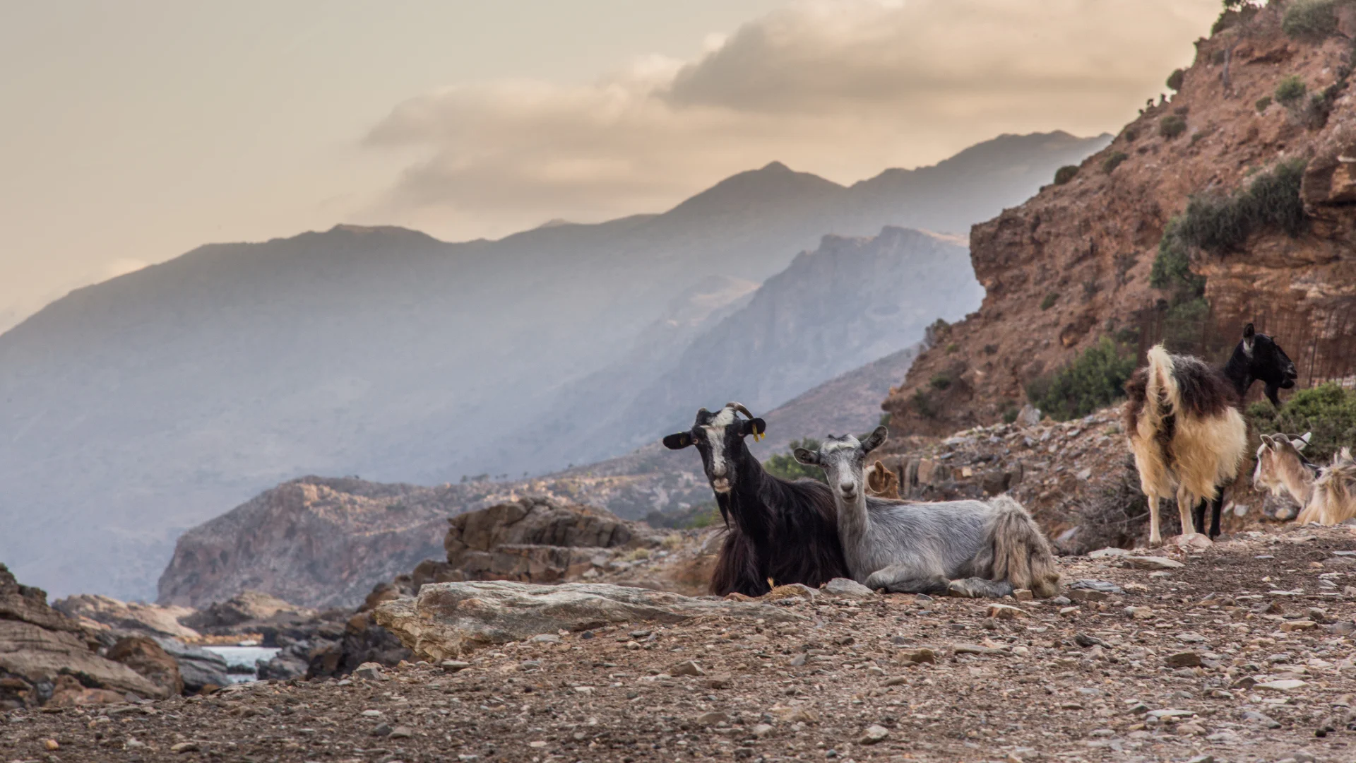 Goat in Greece