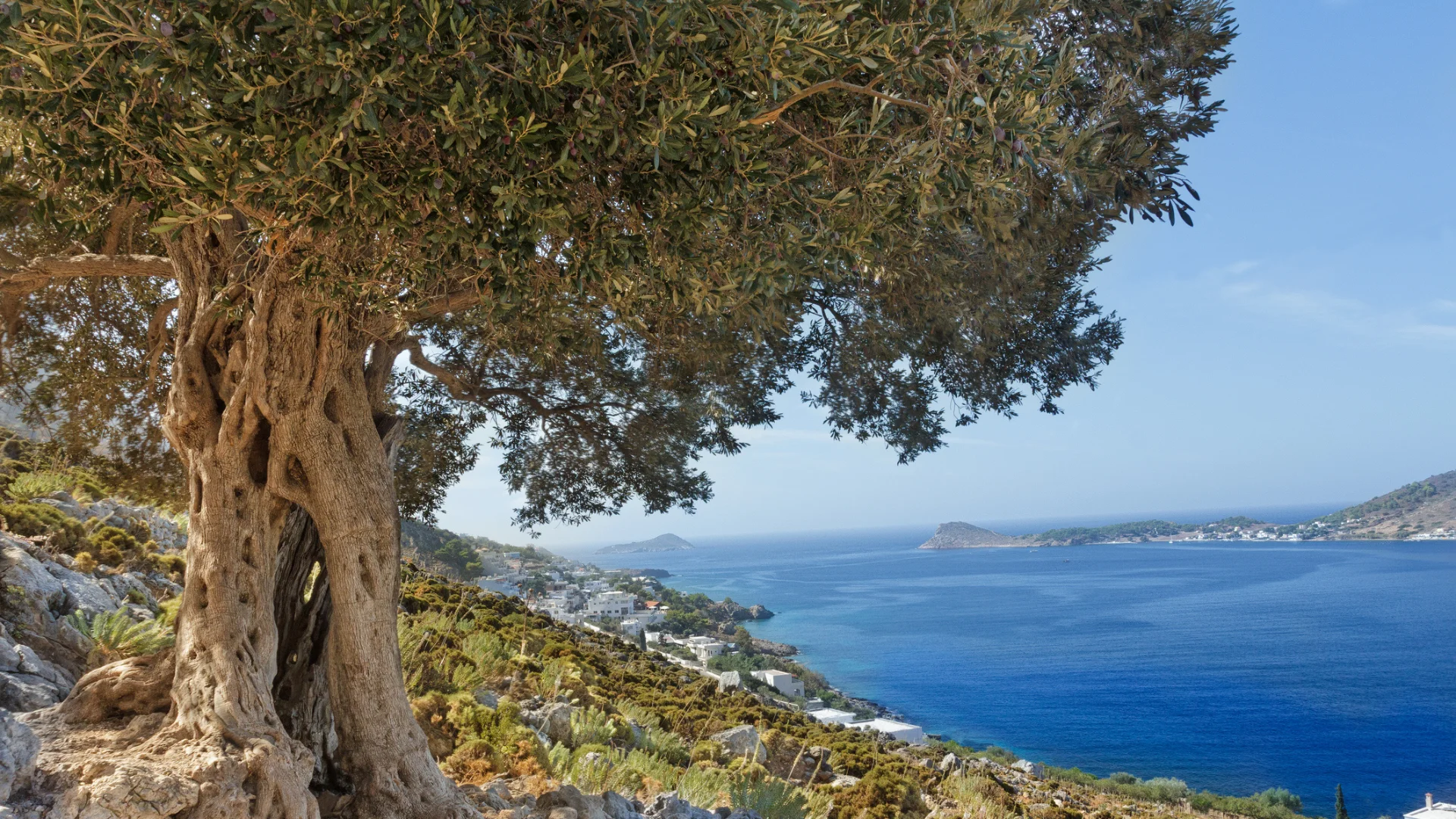 Olive tree with an amazing view