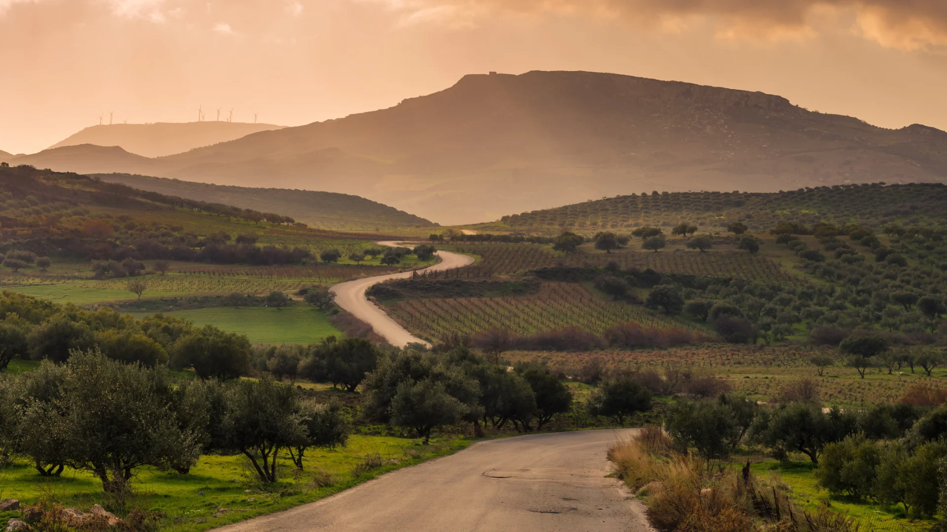 Olive trees in Crete, Greece