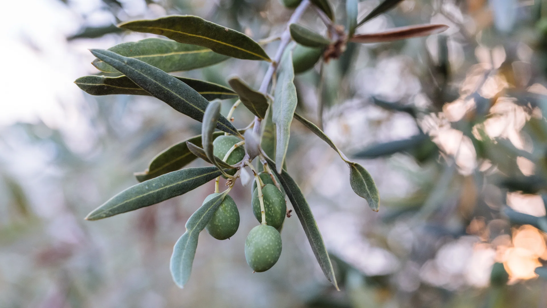 Olives on a olive tree